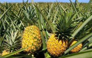 ananas