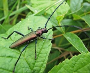 Aromia moschata (Linnaeus, 1758) Вусач мускусний