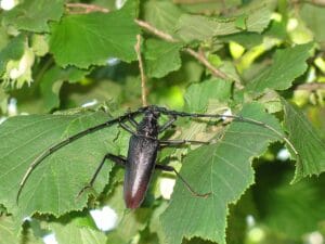 Cerambyx cerdo (Linnaeus, 1758) Вусач великий дубовий західний
