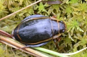 Dytiscus latissimus (Linnaeus, 1758) Плавунець широкий