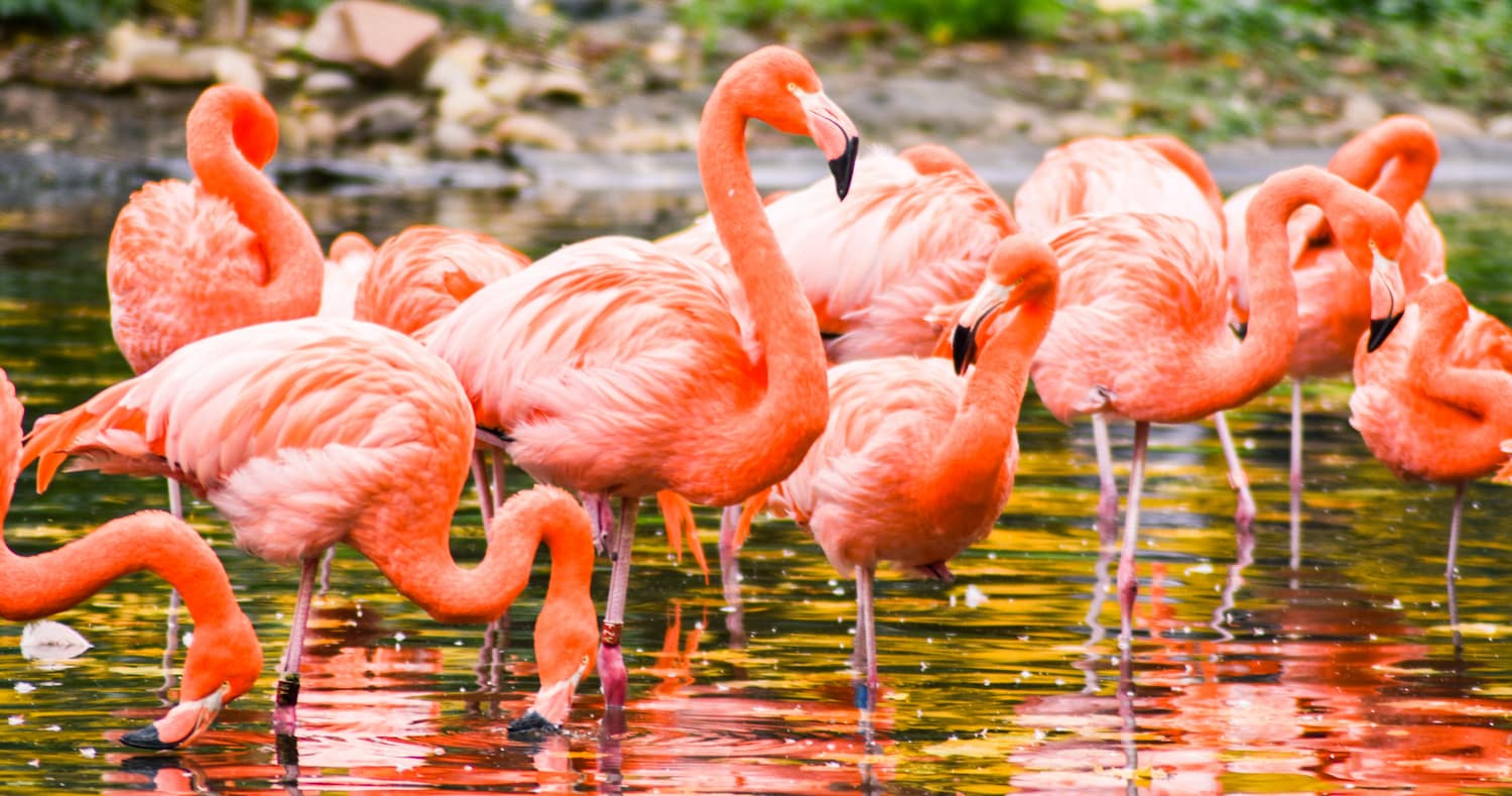 flamingo u vodi krv.media