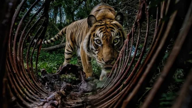 forest guard by bambang wirawan winner of the student choice award krv.media