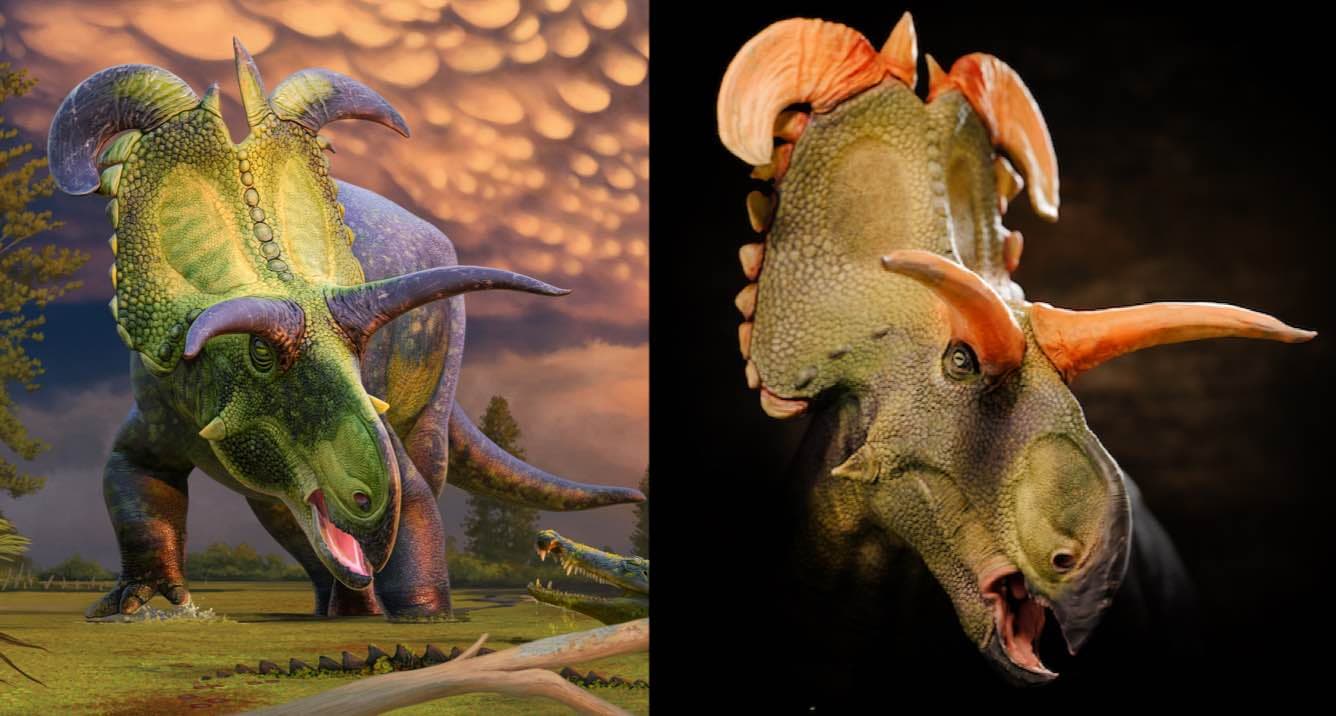 Палеонтологи описали рогатого динозавра Lokiceratops