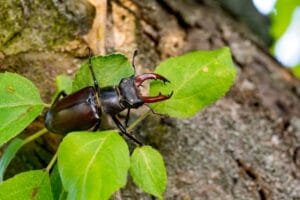 Lucanus cervus (Linnaeus, 1758) Жук-олень, рогач звичайний