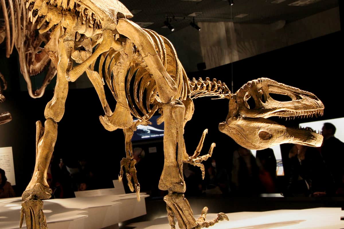 megaraptor rekonstrukcziya mozhlyvogo skeleta krv.media