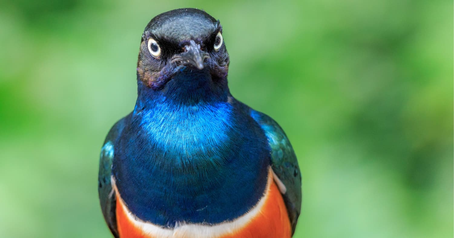 merl bagatobarvnyj lamprotornis superbus krv.media