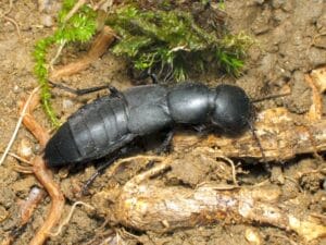 Ocypus curtipennis (Motschulsky, 1849) Бистрик короткокрилий
