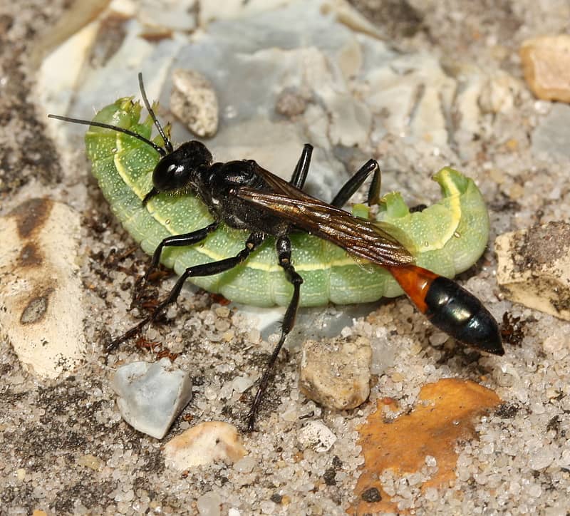 osa ammophila sabulosa krv.media