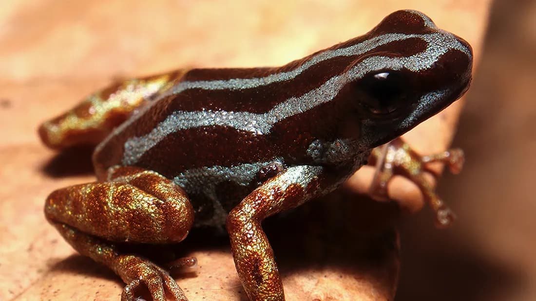 ranitomeya aetherea krv.media