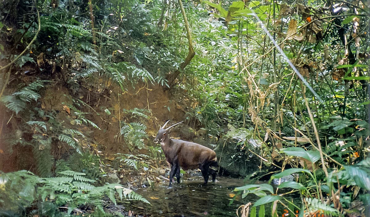saola krv.media