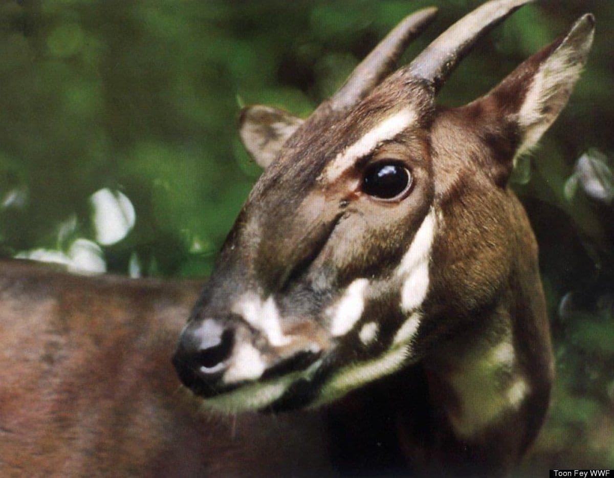 saola morda krv