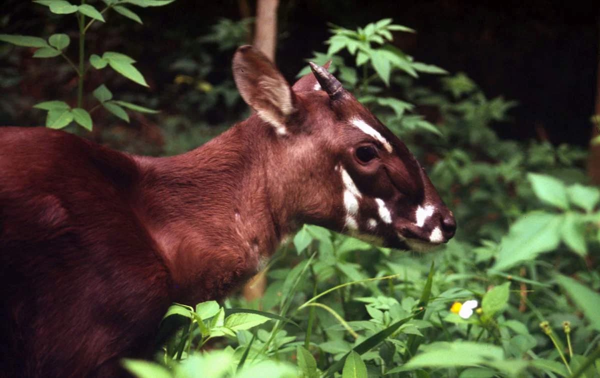 saola video krv