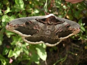 Saturnia pyri (Deniset Schiffermeller, 1775) Сатурнія велика