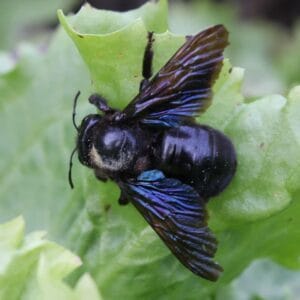 Xylocopa violacea (Linnaeus, 1758) Ксилокопа фіолетова (Бджола-тесляр фіолетова) 