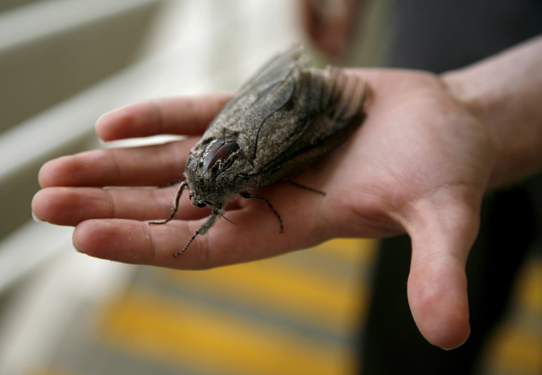 bogong moth na ruczi krv.media