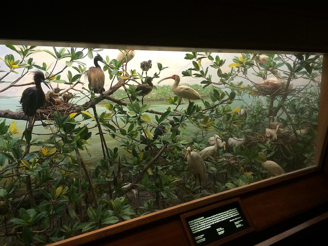 diorama katberta rukeri amerykanskogo muzeyu pryrodoznavstva krv.media