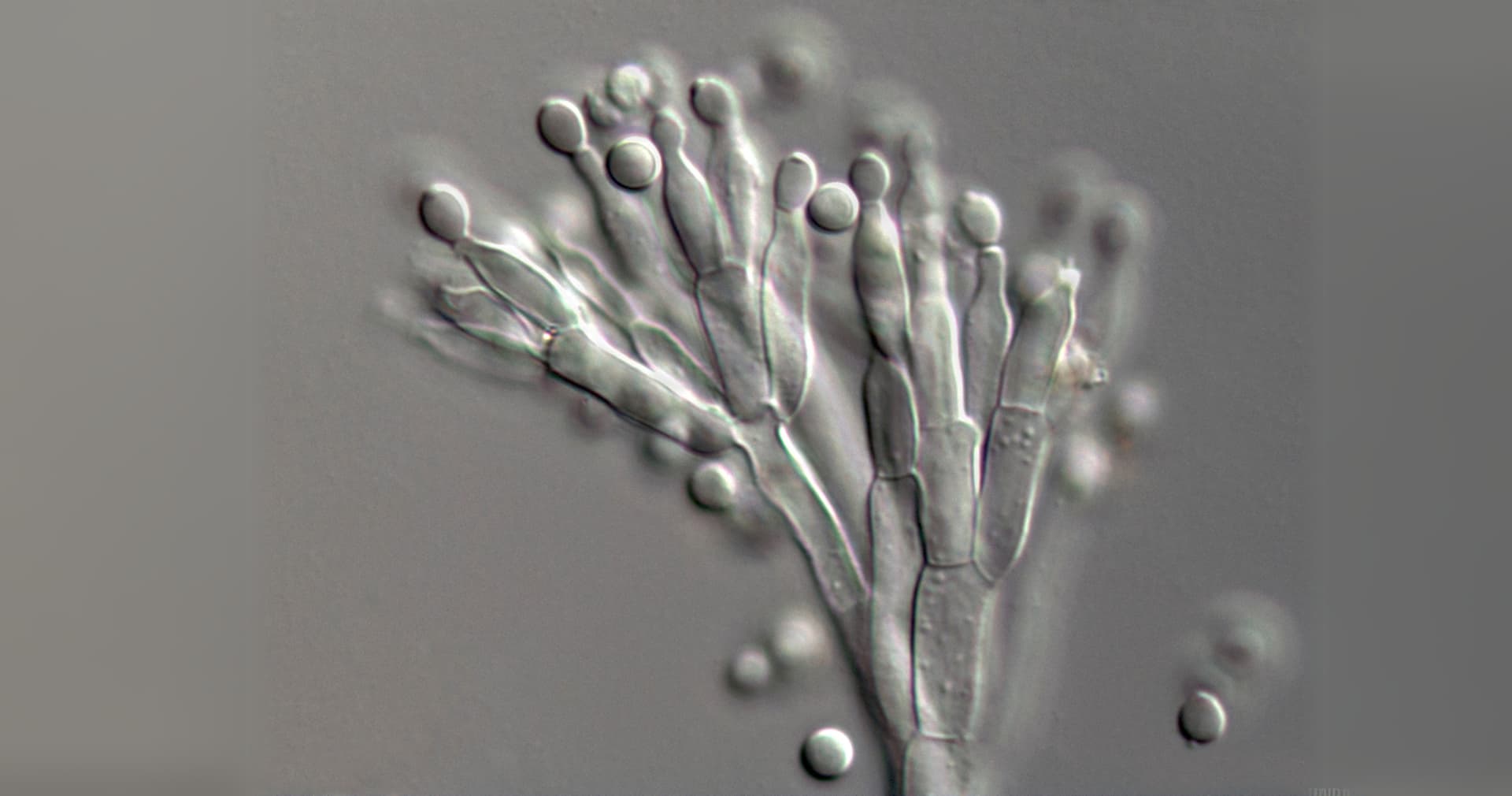 fotografiya penicillium krv.media