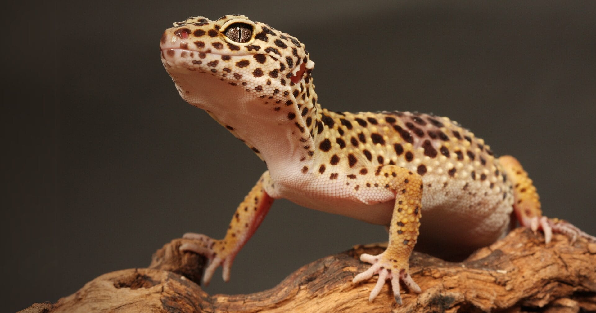gekko gecko krv.media