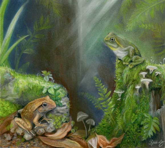 litoria tylerantiqua krv.media