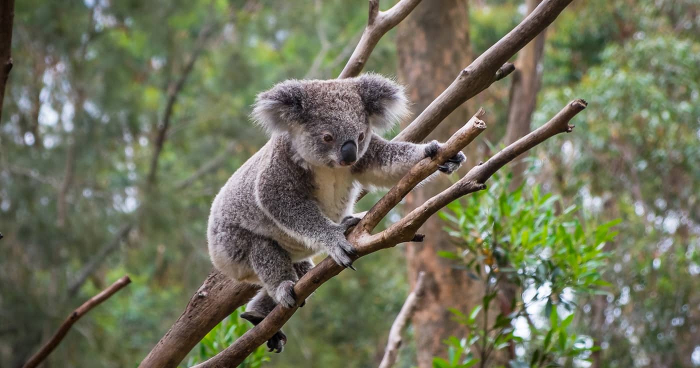 koala na derevi krv.media