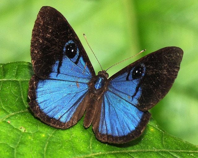 metelyk rodyny lycaenidae krv.media