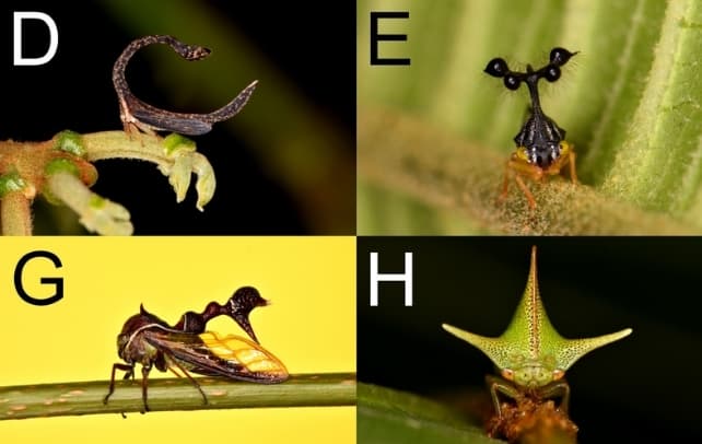 cladonota apicalis d bocydium mae e heteronotus trinodosus g i alchisme grossa h krv.media