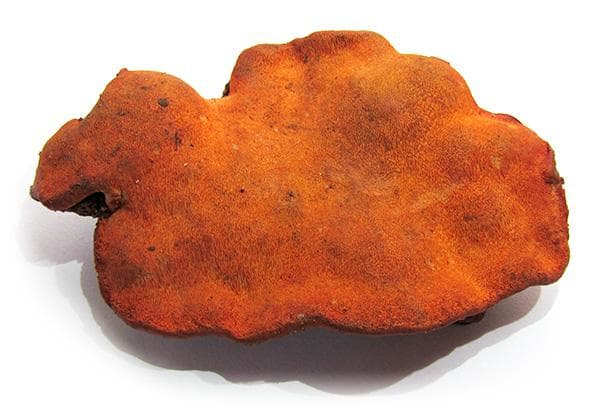 gryb antrodia cinnamomea krv.media