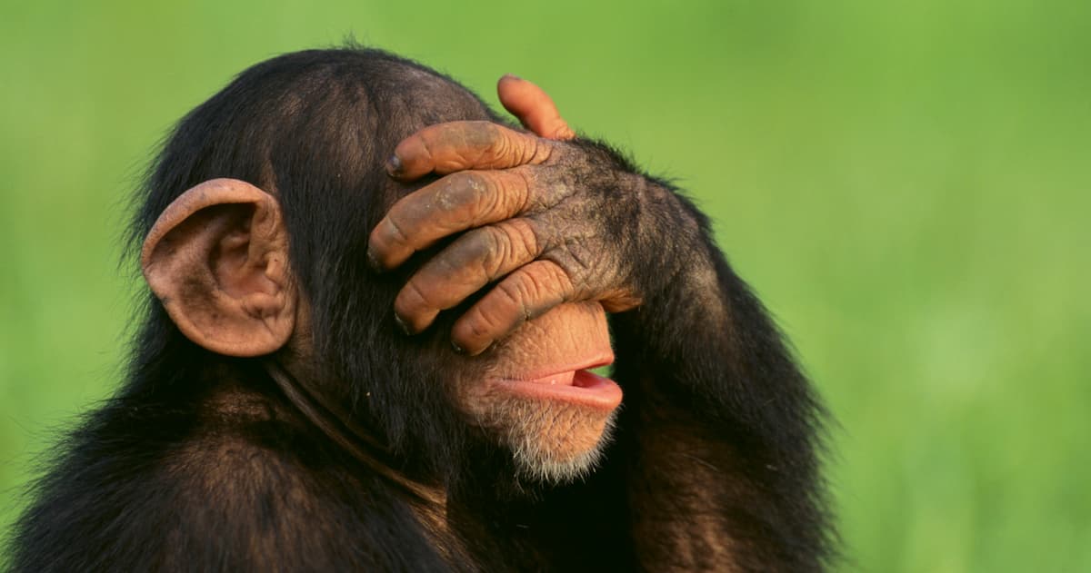 Шимпанзе змінюють переконання під впливом нових доказів — дослідження