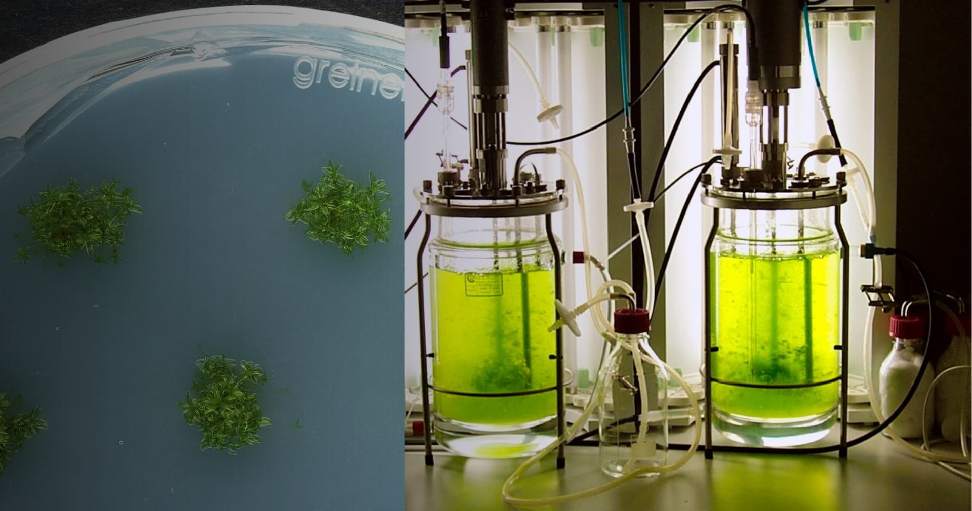 Мох вижив у відкритому космосі протягом 9 місяців