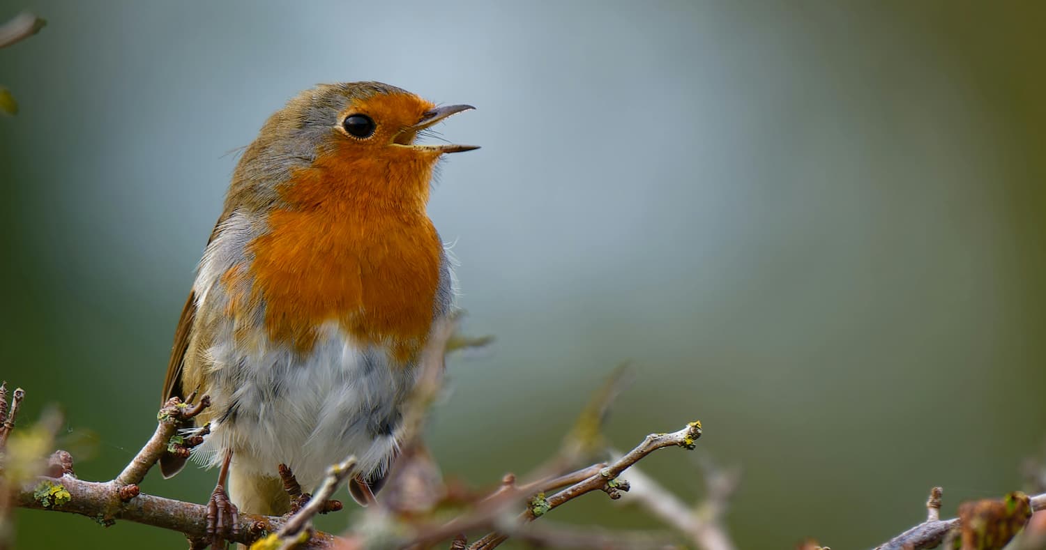ptashka na gilczi spivaye krv.media