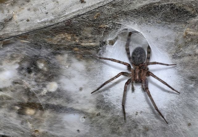100 тисяч павуків утворили колонію у сірчаній печері Європи
