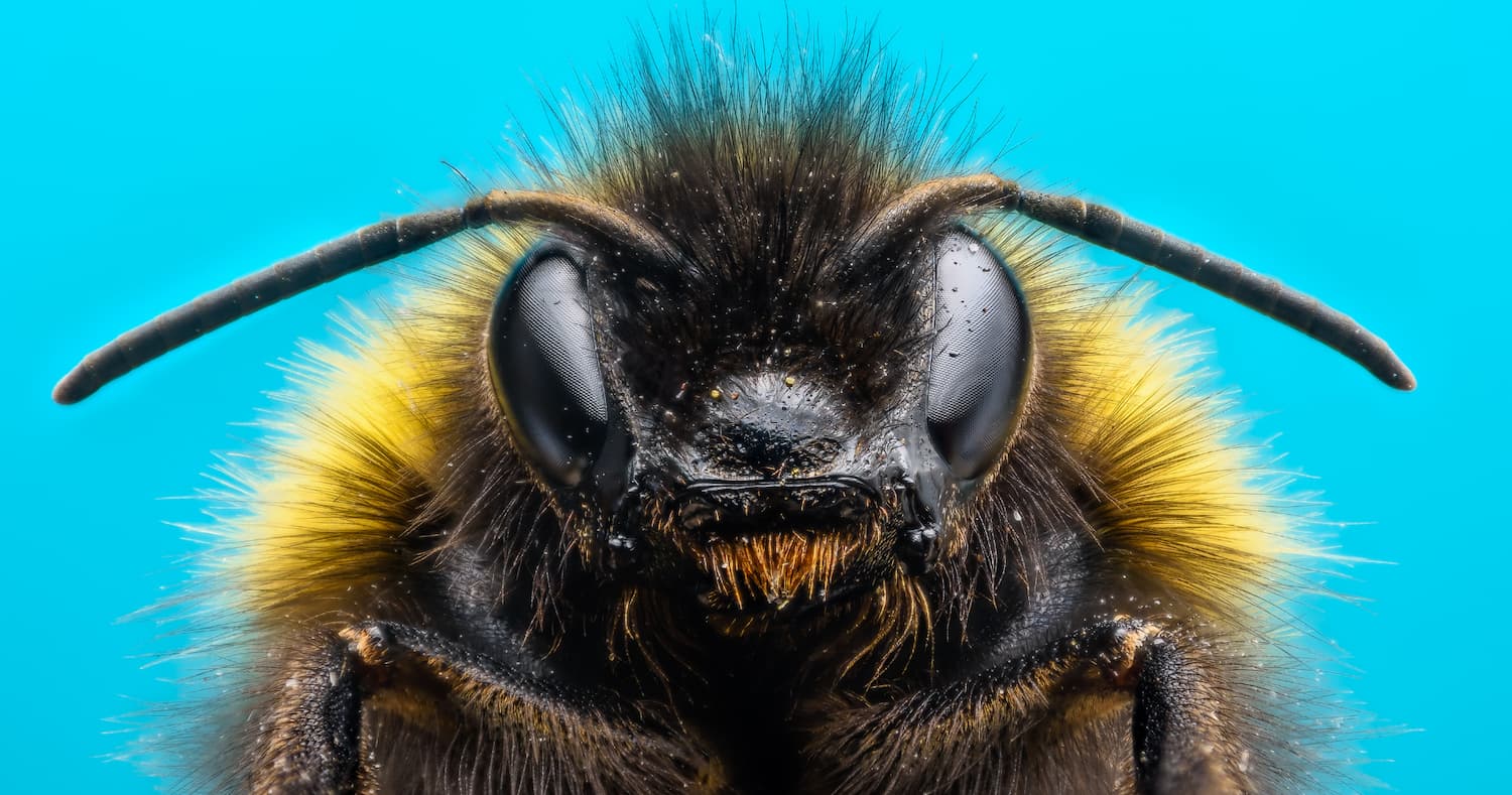 Вчені навчили джмелів розпізнавати сигнали, як у азбуці Морзе