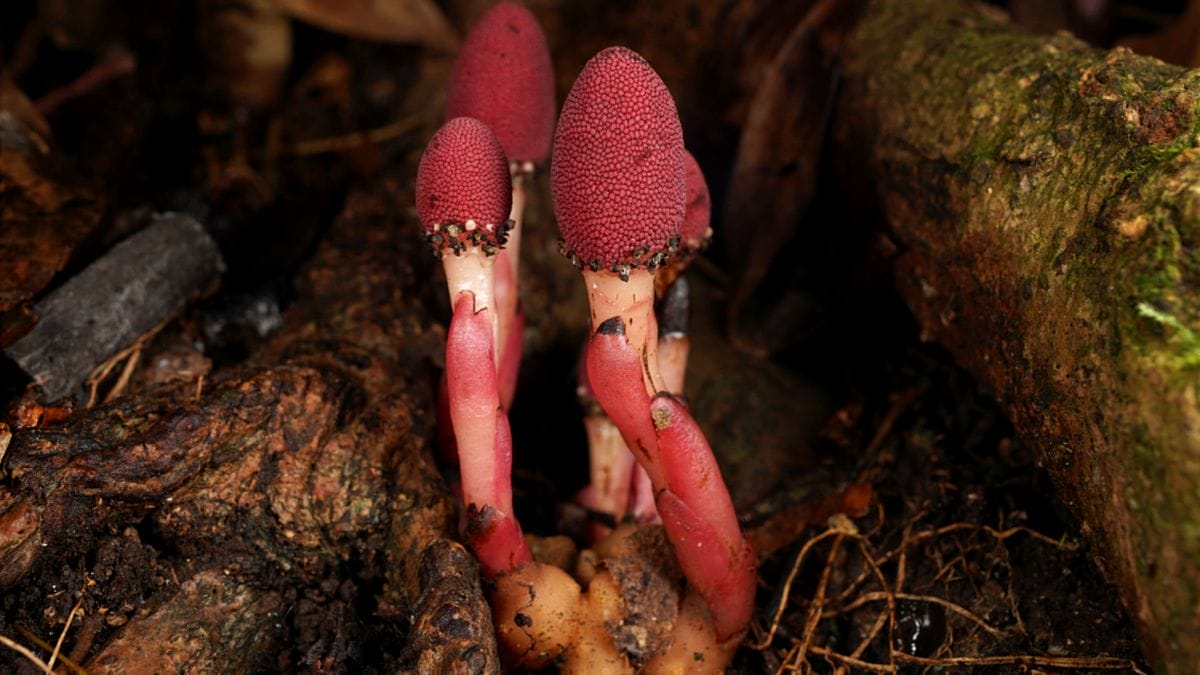 Вчені зафіксували повну втрату фотосинтезу в рослини