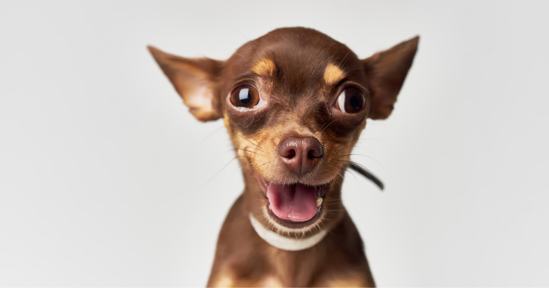 Дослідження: навіть чихуахуа мають вовче походження