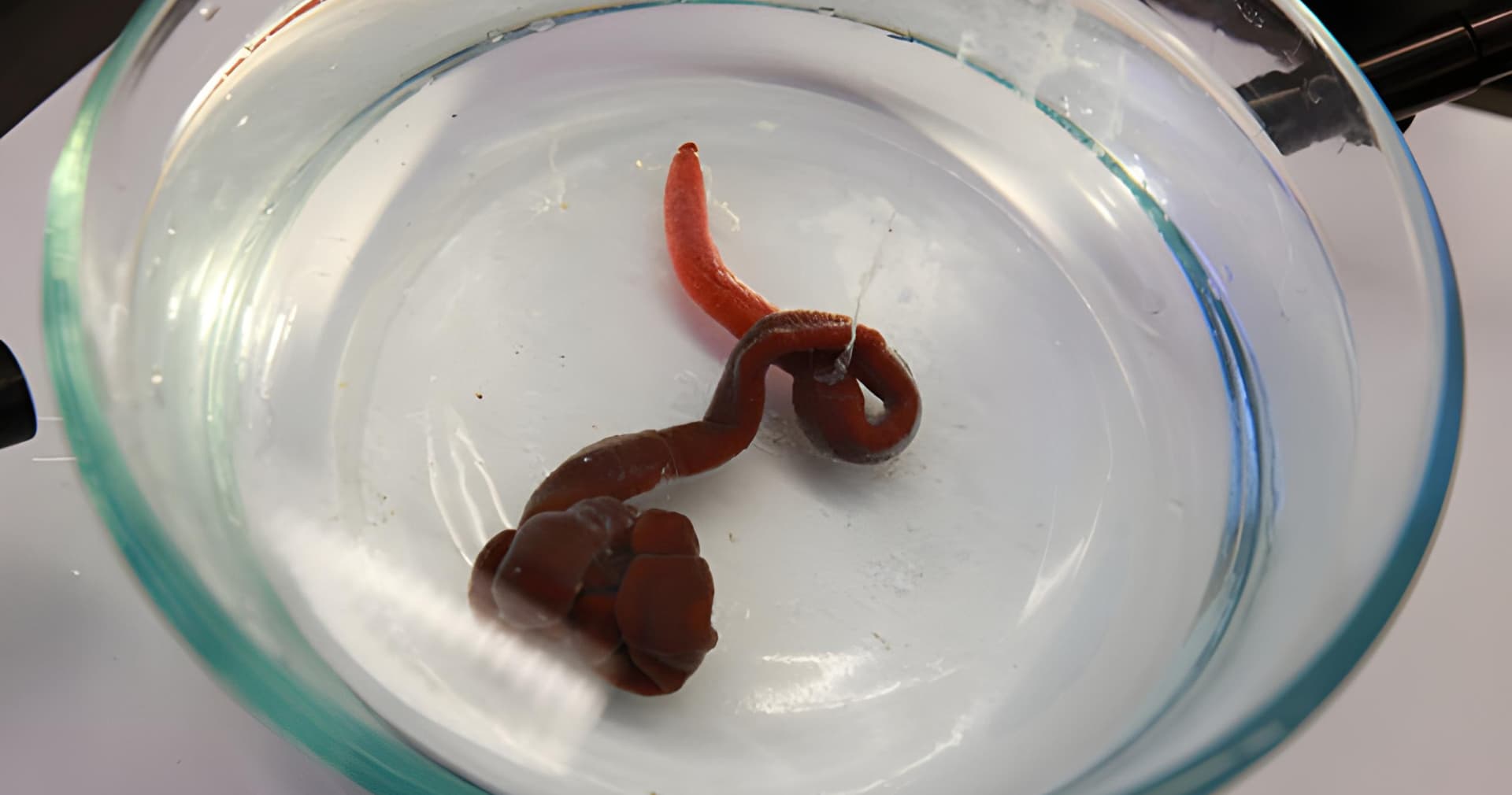 Генетики ідентифікували рідкісний вид морського черв’яка