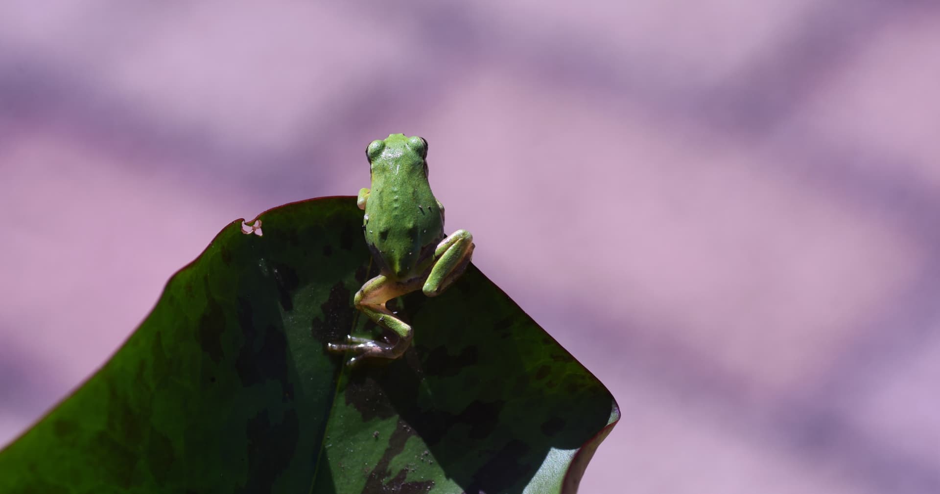 Науковці з’ясували, як мікроб з жаби бореться з раком