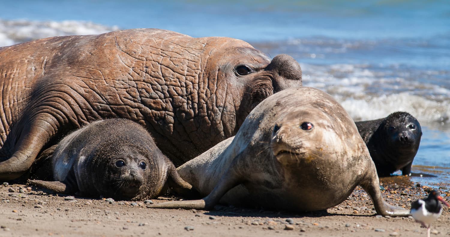 Морські слони впізнають суперників навіть через рік