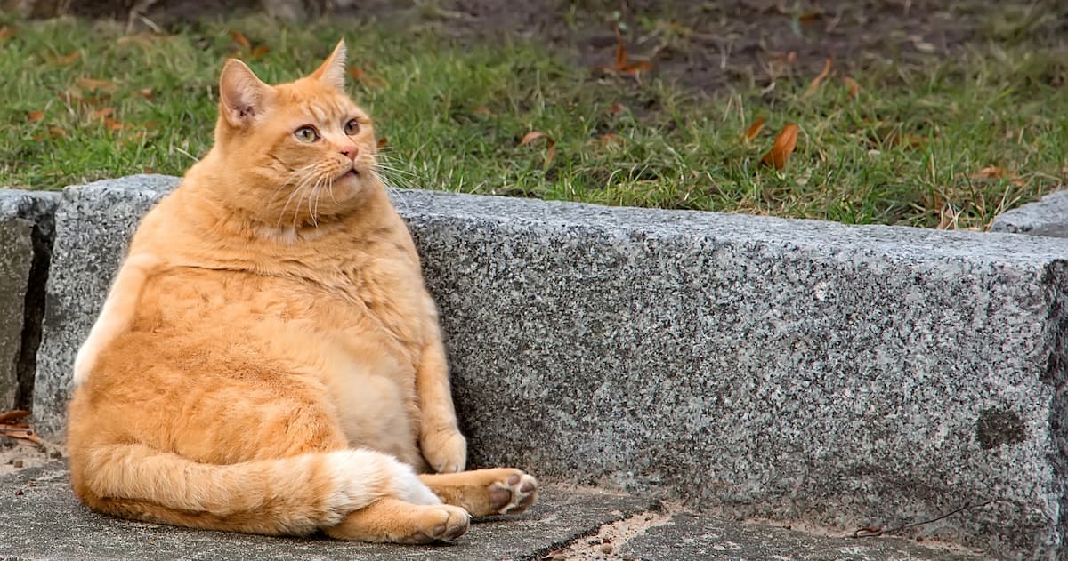 Науковці тестують «Ozempic» для котів із ожирінням