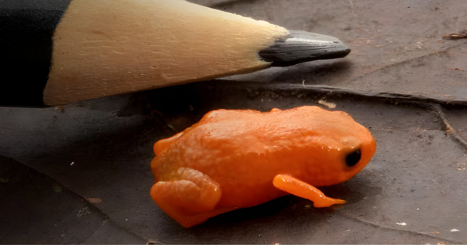 У Бразилії відкрили новий вид мініатюрної жаби Brachycephalus lulai