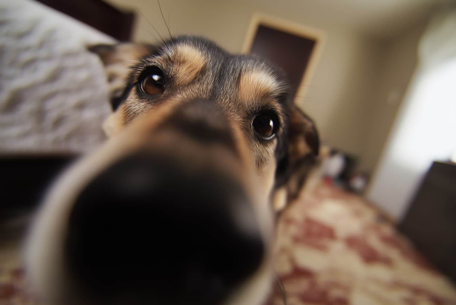 Вчені пояснили, як розпізнати деменцію у собак