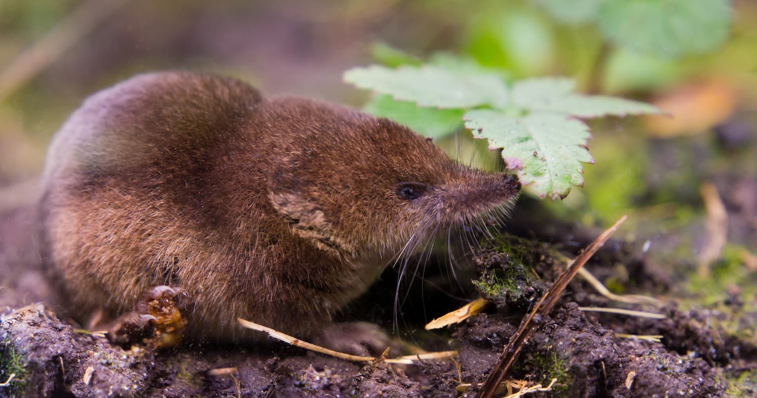 Науковці описали, як землерийки змінюють розмір мозку протягом року