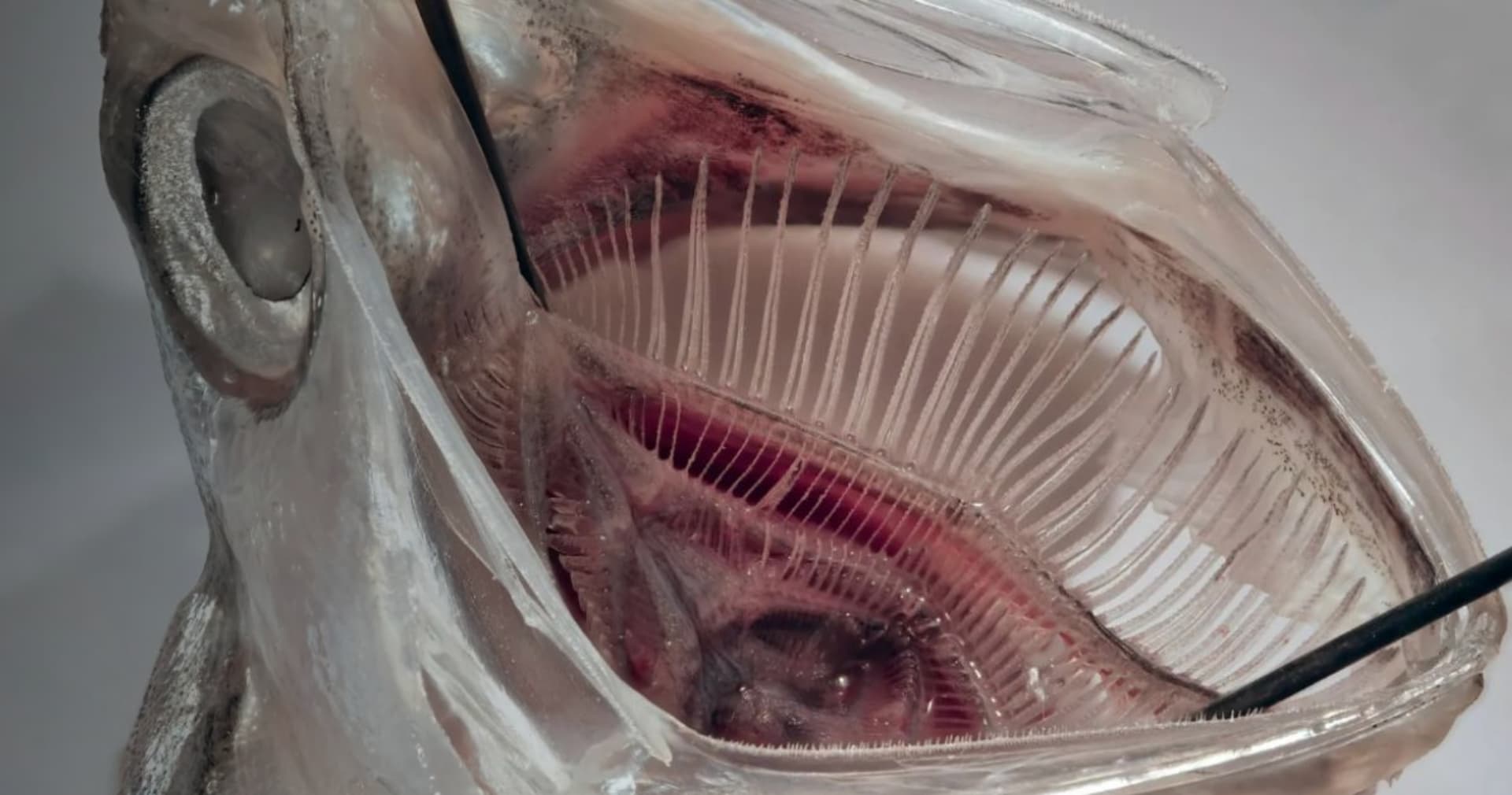 Науковці створили фільтр «риб’яча паща», що затримує 99% мікропластику