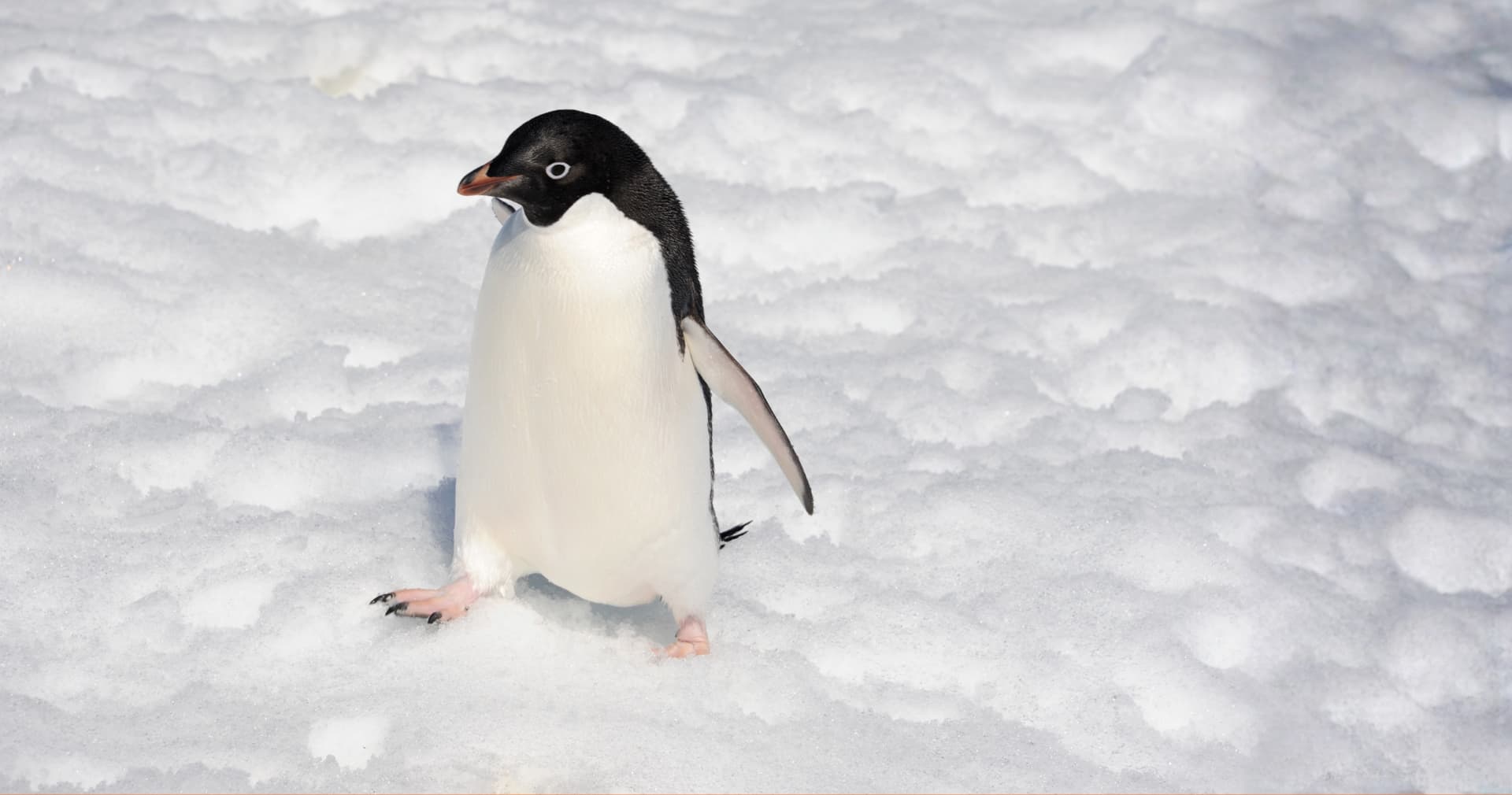 Відео з пінгвіном в Антарктиді стало трендом: що про це кажуть науковці