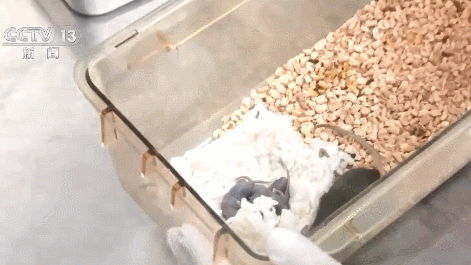 Після польоту в космос миша народила — вчені повідомили про прорив