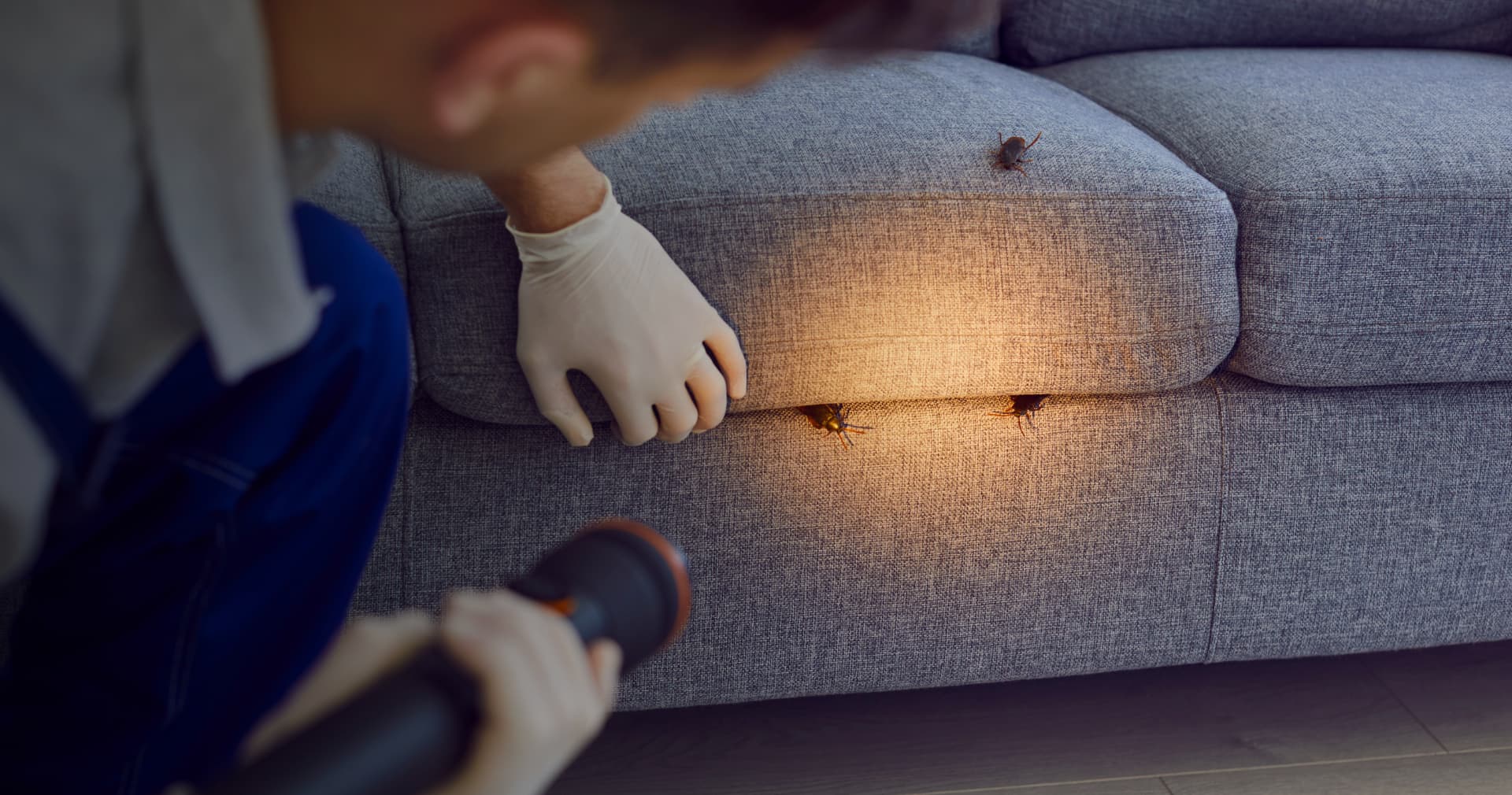 Світло викликає у тарганів стрес і змінює поведінку