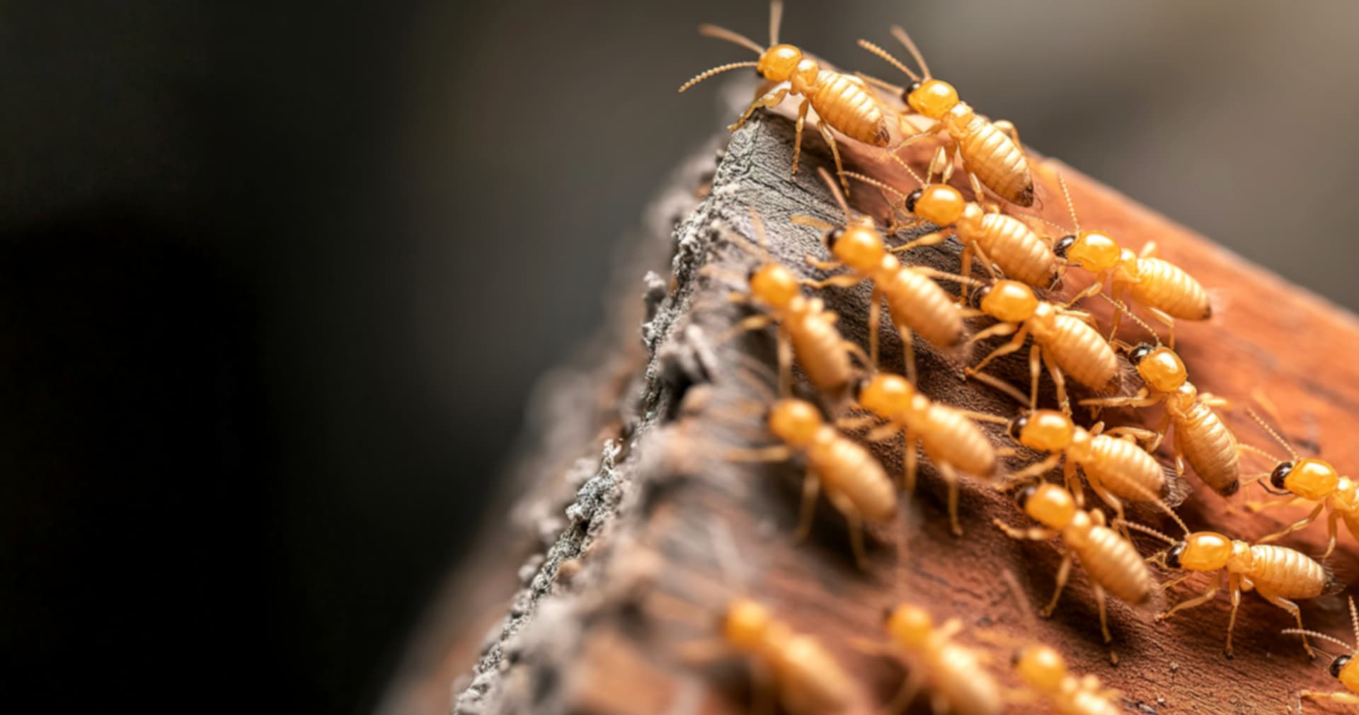 Через моногамію терміти втратили рухливу сперму — дослідження