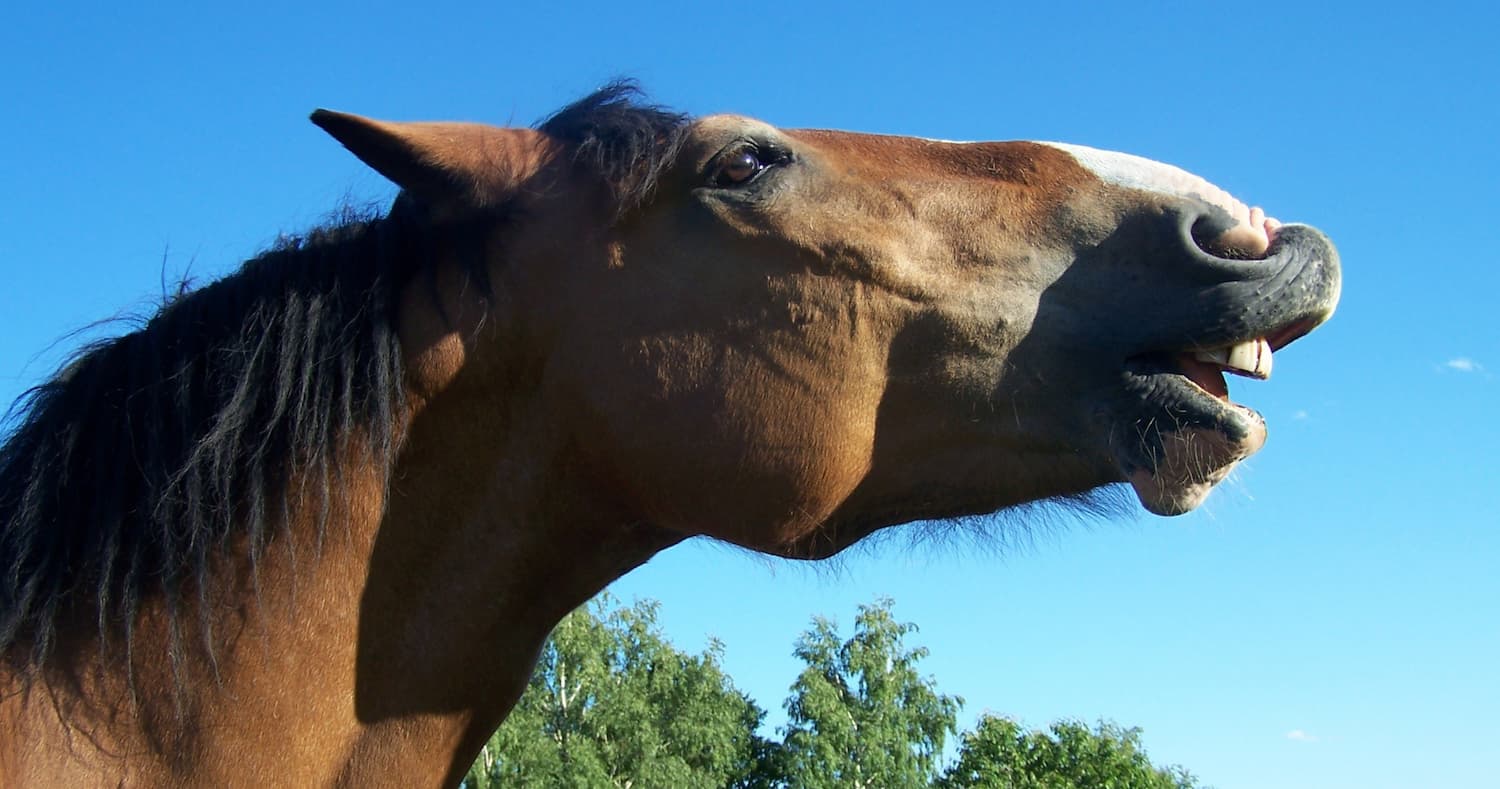 Вчені з’ясували, що кінське іржання — це не один звук