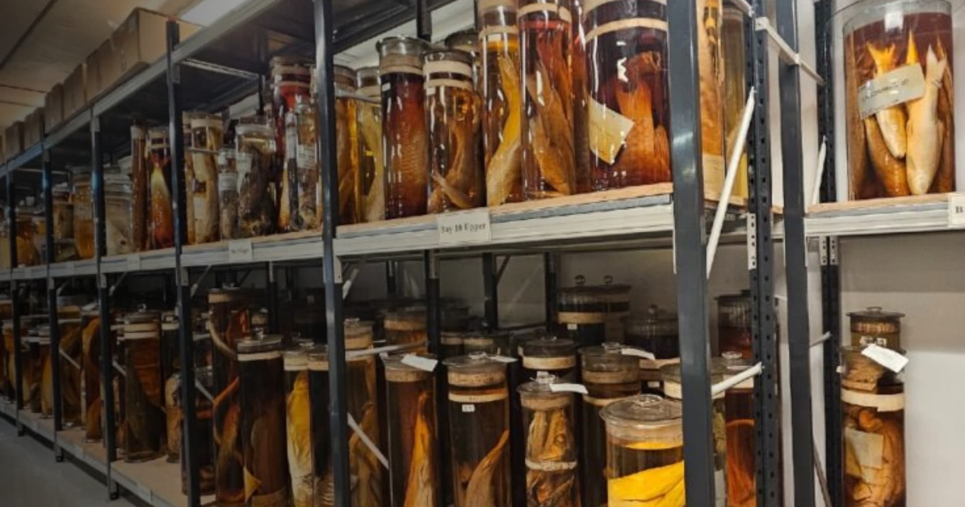 У музеї Лондона застосували лазери для дослідження спадщини Дарвіна. Навіщо?