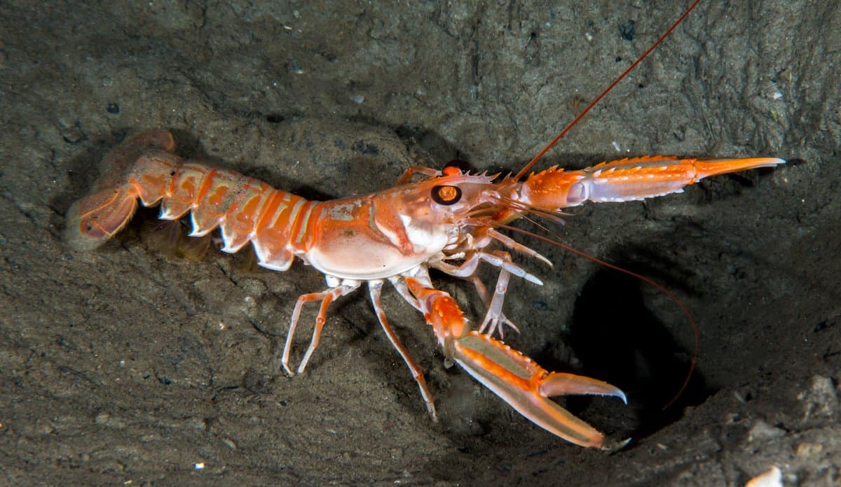Лобстери можуть відчувати біль — результати нових досліджень